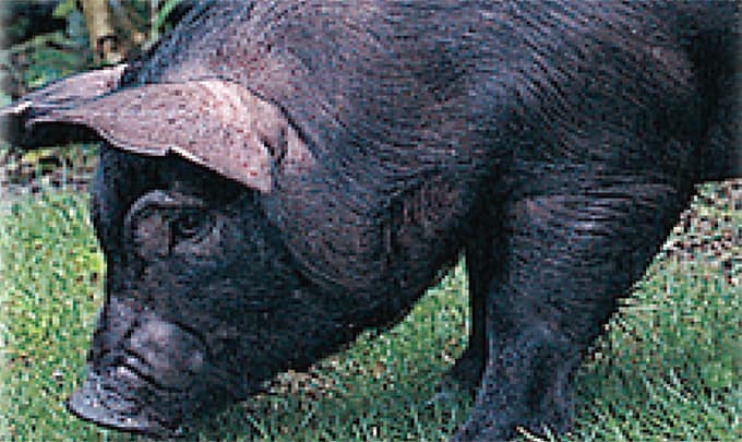 奄美大島在来原種の島豚